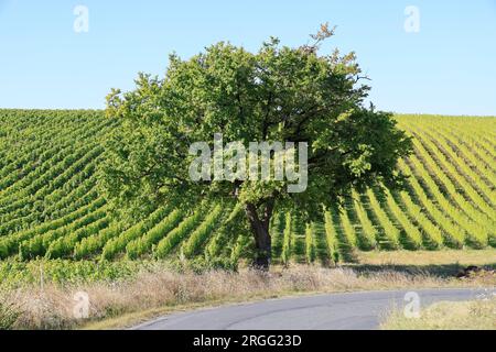 Une Route et un Chêne dans les vignes et le vignoble des vins de Bordeaux. Gironde, Frankreich, Europa. Stockfoto