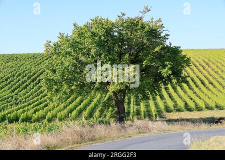 Une Route et un Chêne dans les vignes et le vignoble des vins de Bordeaux. Gironde, Frankreich, Europa. Stockfoto