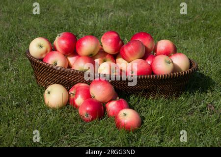 Ein Korb mit reifem roten Discovery, der Äpfel isst, Malus domestica, Apfelfrüchte, Sommerernte, auf einem grünen Rasen Stockfoto