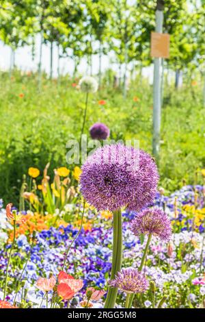 Farbenfrohe Frühlingsblumen in einem Landschaftspark, konzentrieren Sie sich auf die große Blüte der persischen Zwiebel (allium cristophii), vertikal Stockfoto