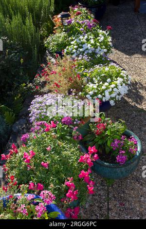 Blumen, die in glasierten Töpfen wachsen Stockfoto