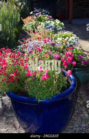 Blumen, die in glasierten Töpfen wachsen Stockfoto