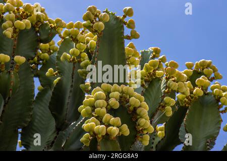 Euphorbia Candelabrum, Tejeda, Gran Canaria, España Stockfoto