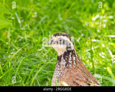Nahaufnahme des süßen nördlichen Bobwhite in Oklahoma Stockfoto