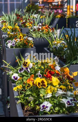 Blumentöpfe im Freien mit Pansies für kleinen Garten, Terrasse oder Terrasse. Vertikal. Stockfoto