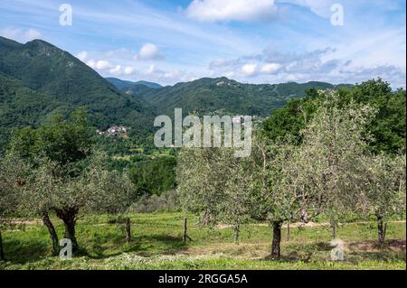 Steile bewaldete Hänge mit verstreuten Dörfern und Olivenhainen zwischen den Tälern der Flüsse Serchio und Magra in den Apuan-Alpen, einem Gebirgszug n Stockfoto