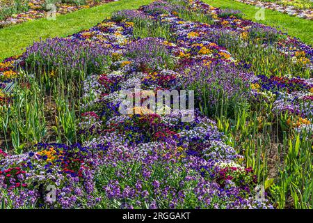 Bett aus bunten Frühlingsblumen in Lila- und Orangenfarben Stockfoto