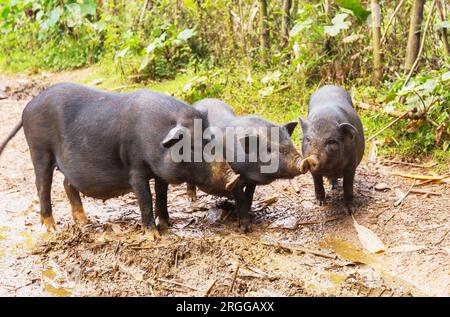 Vietnam Schweine im grünen Feld Stockfoto