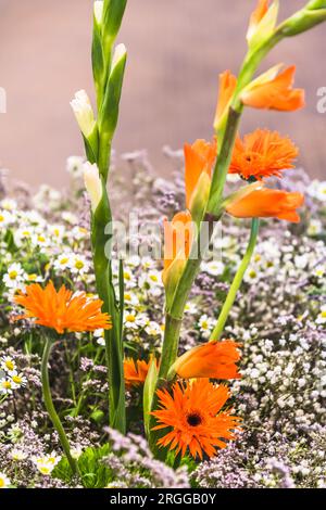 Orangen-Gladiolen und Chrysanthemen und andere Frühlingsblumen in einem Beet oder Blumentopf Stockfoto