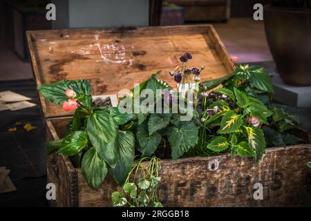 Alte Holzkiste mit Deckel, mit verschiedenen grünen Pflanzen bepflanzt Stockfoto