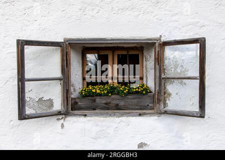 Nahaufnahme eines kleinen verwitterten Fensters mit weißer verputzter Fassade eines traditionellen Alpenhauses mit einem Blumenkasten mit gelben Blumen im Fenster Stockfoto