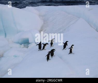 Pinguine auf einem Eisberg in der Antarktis. Stockfoto