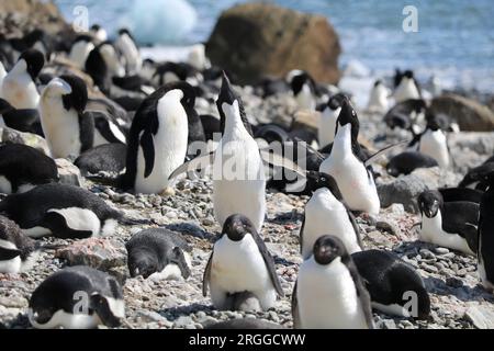 Pinguine auf einem Eisberg in der Antarktis. Stockfoto