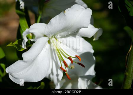 lilium Blanc Casablanca (jardin du ruisseau de l'église 2023) Stockfoto