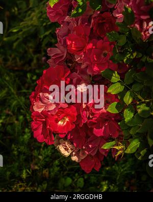 Üppig blühende Rosenbüsche in einem Stadtgarten. Abruzzen, Italien, Europa Stockfoto