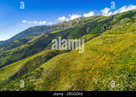 Luftaufnahme der Hänge von Monte Morrone, grün und gelb durch die Blüte der Ginestra odorosa oder des Spanischen Besen, Spartium junceum. Stockfoto