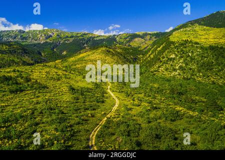 Luftaufnahme der Hänge von Monte Morrone, grün und gelb durch die Blüte der Ginestra odorosa oder des Spanischen Besen, Spartium junceum. Stockfoto