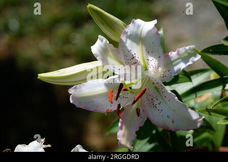 lilium Rose Joséphine (jardin du ruisseau de l'église 2023) Stockfoto