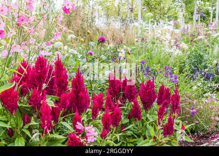 Blühendes Bett mit rosafarbener Celosia argentea, gemeinhin bekannt als Hahnenkamm oder silberner Hahnenkamm Stockfoto