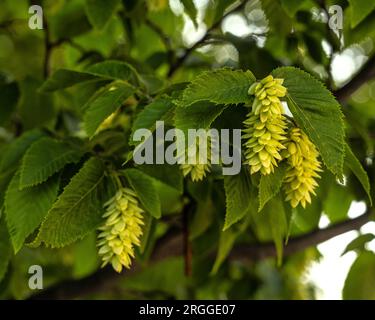 Schwarzer Hornbalken, Ostrya carpinifolia, blühend und infructescence auf Monte Morrone. Maiella-Nationalpark, Abruzzen, Italien, Europa Stockfoto