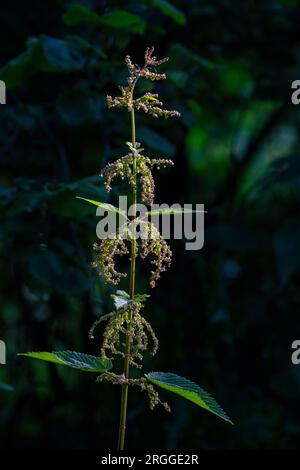 Pflanzen und Blüten von Gemeiner Brennnessel, Urtica dioica, mit Hintergrundbeleuchtung durch einen Sonnenstrahl auf dunklem Hintergrund. Maiella-Nationalpark, Abruzzen, Italien, Europa Stockfoto