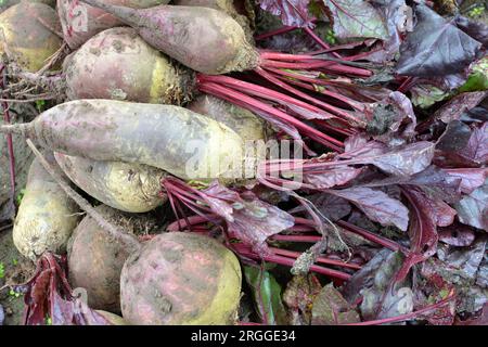 Auf einem Haufen auf dem Feld liegt die Ernte roter Tafelrüben. Stockfoto