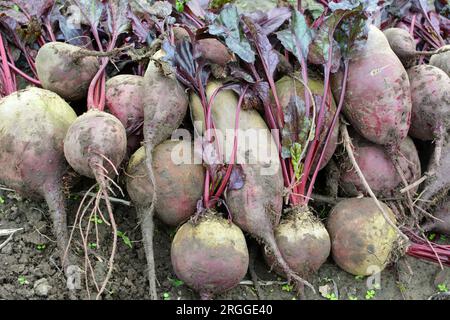 Auf einem Haufen auf dem Feld liegt die Ernte roter Tafelrüben. Stockfoto