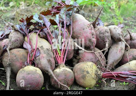 Auf einem Haufen auf dem Feld liegt die Ernte roter Tafelrüben. Stockfoto