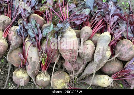 Auf einem Haufen auf dem Feld liegt die Ernte roter Tafelrüben. Stockfoto