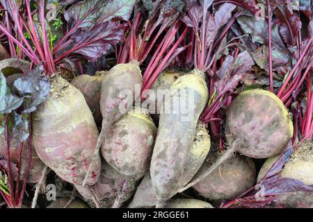 Auf einem Haufen auf dem Feld liegt die Ernte roter Tafelrüben. Stockfoto