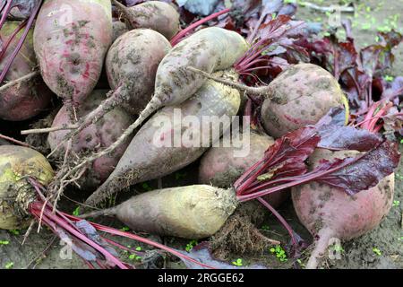Auf einem Haufen auf dem Feld liegt die Ernte roter Tafelrüben. Stockfoto