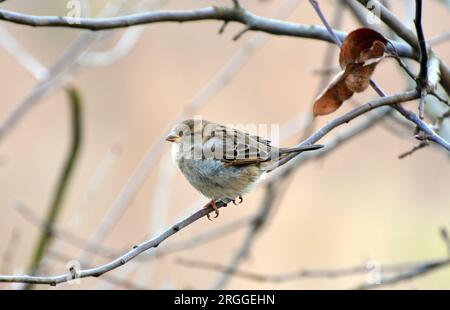 Spatzen (Passer) in der Wildnis sitzen auf einem Ast Stockfoto