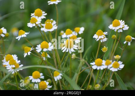 Kamillenblüten auf der Wiese inmitten von Wildgräsern Stockfoto