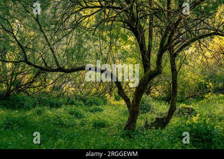 Weidenwald im Feuchtgebiet des Lake Barrea in den Abruzzen, Latium und im Nationalpark Molise. Nationalpark der Abruzzen, Latium und Molise, Italien Stockfoto