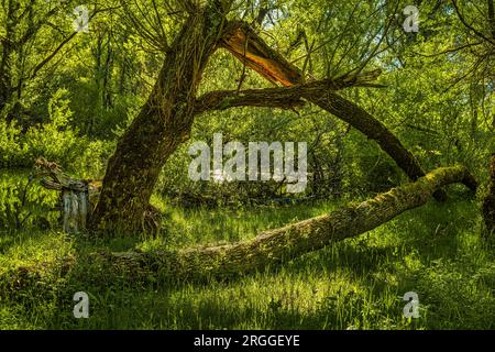 Ein gebrochener Weidenstamm und einer fiel auf der grünen Wiese am Barrea-See auf den Boden. Villetta Barrea, Provinz L'Aquila, Abruzzen, Italien, EUR Stockfoto