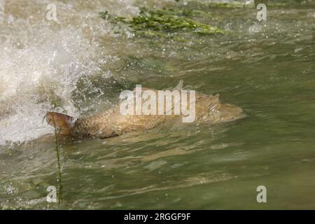 Drnje, Kroatien. 09. Aug. 2023. Foto aufgenommen am 09. August 2023. Zeigt Fische in der überfluteten Straße im Dorf Drnje in der Nähe von Koprivnica, Kroatien am 09. August 2023. Foto: Luka Stanzl/PIXSELL Kredit: Pixsell/Alamy Live News Stockfoto