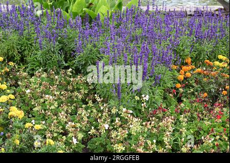 Köln, Deutschland. 09. Aug. 2023. Blumenbeet mit bunten Blumen. Kredit: Horst Galuschka/dpa/Alamy Live News Stockfoto