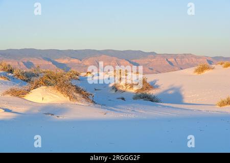 Der Kreosotenbusch hält sich bei Sonnenuntergang im White Sands National Park an den gewobenen Gips-Sanddünen fest Stockfoto