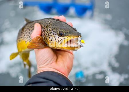 Bachforelle, die während der Wintersaison gefangen wurde, Kopierraum Stockfoto