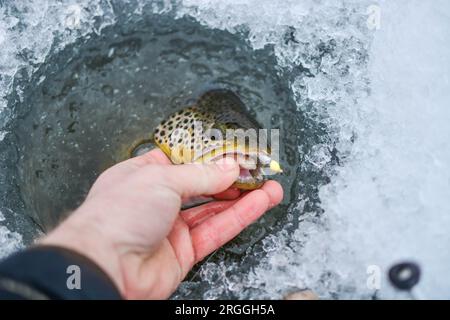 Bachforelle, die während der Wintersaison gefangen wurde, Kopierraum Stockfoto