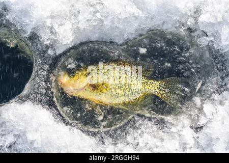 Großer Crappie gefroren in Eis, Kopierraum, Eisfischen Thema Stockfoto