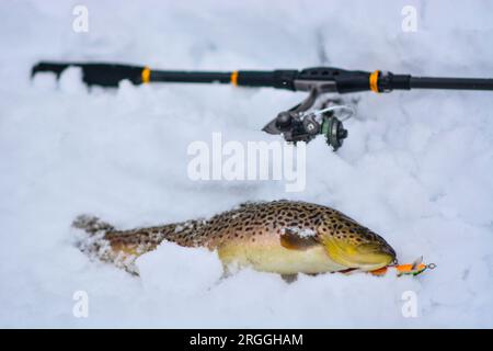 Bachforelle, die während der Wintersaison gefangen wurde, Kopierraum Stockfoto