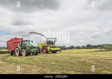 In das gehackte Gras zu steigen, bevor es in eine Silageklemme gelegt wird. Ein Teil der Herstellung von Winterfutter für Rinder. Stockfoto