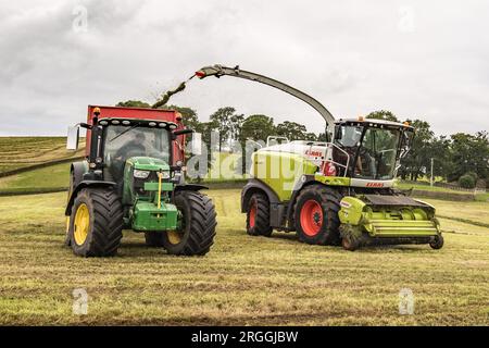 In das gehackte Gras zu steigen, bevor es in eine Silageklemme gelegt wird. Ein Teil der Herstellung von Winterfutter für Rinder. Stockfoto