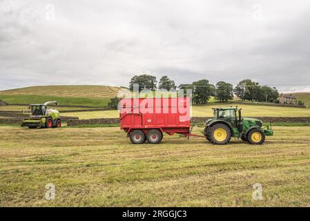 In das gehackte Gras zu steigen, bevor es in eine Silageklemme gelegt wird. Ein Teil der Herstellung von Winterfutter für Rinder. Stockfoto