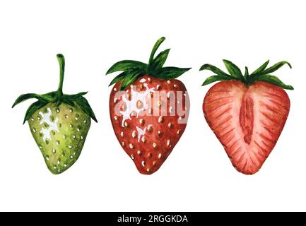 Set aus frischen und saftigen Erdbeeren mit roten und grünen Beeren, isoliert auf weißem Hintergrund, handgezeichnete, wässrige Essenszeichnung. Stockfoto