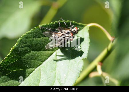 Gemüsefliege, Graue Fleischfliege, Mouche grise de la viande, Sarcophaga carnaria, közönséges húslégy, Budapest, Ungarn, Magyarország, Europa Stockfoto