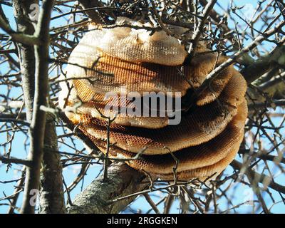 Honigwabe, westliche Honigbiene, Westliche Honigbiene, Abeille européenne, APIs mellifera, háziméh, Ungarn, Magyarország, Europa Stockfoto