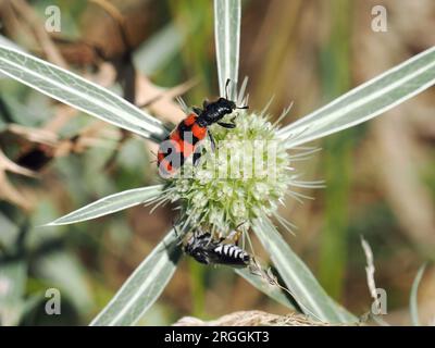 Bienenfressender Käfer, Gemeiner Bienenkäfer, Immenkäfer, Immenwolf, Bienenwolf, clairon des abeilles, Trichodes apiarius, szalagos méhészbogár, Ungarn Stockfoto