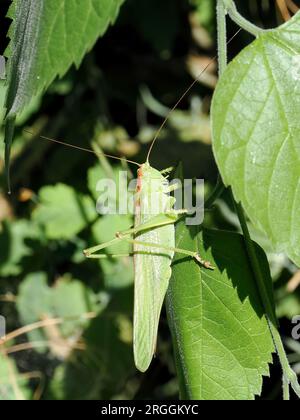 Großer grüner Buschkricket, Grünes Heupferd, grande sauterelle verte, Tettigonia viridissima, zöld lombszöcske, Budapest, Ungarn, Magyarország, Europa Stockfoto